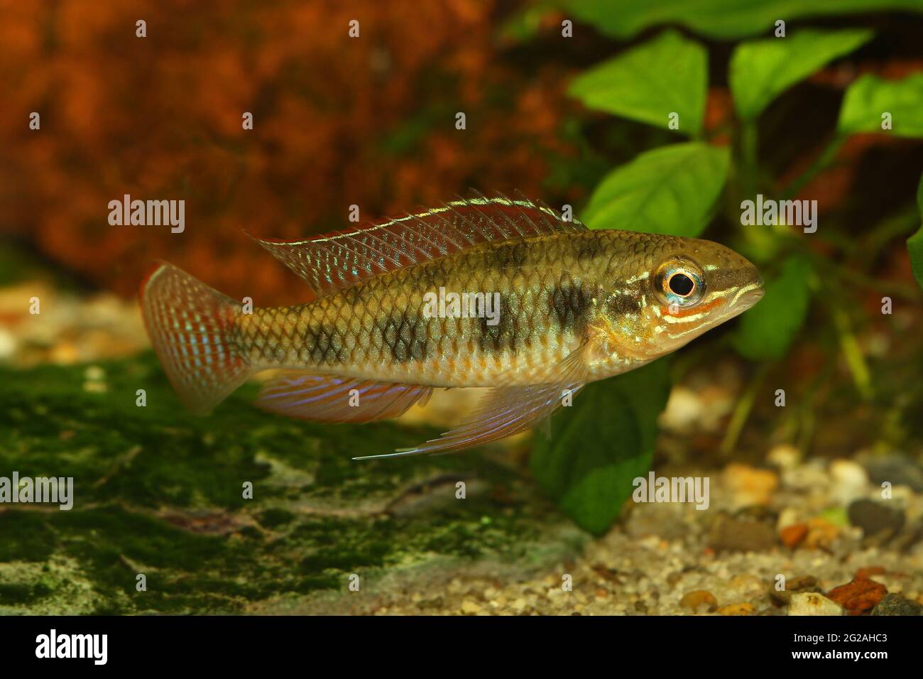 Tablero de ajedrez Cichlid Dicrossus maculatus acuario peces enanos cíclido  Fotografía de stock - Alamy