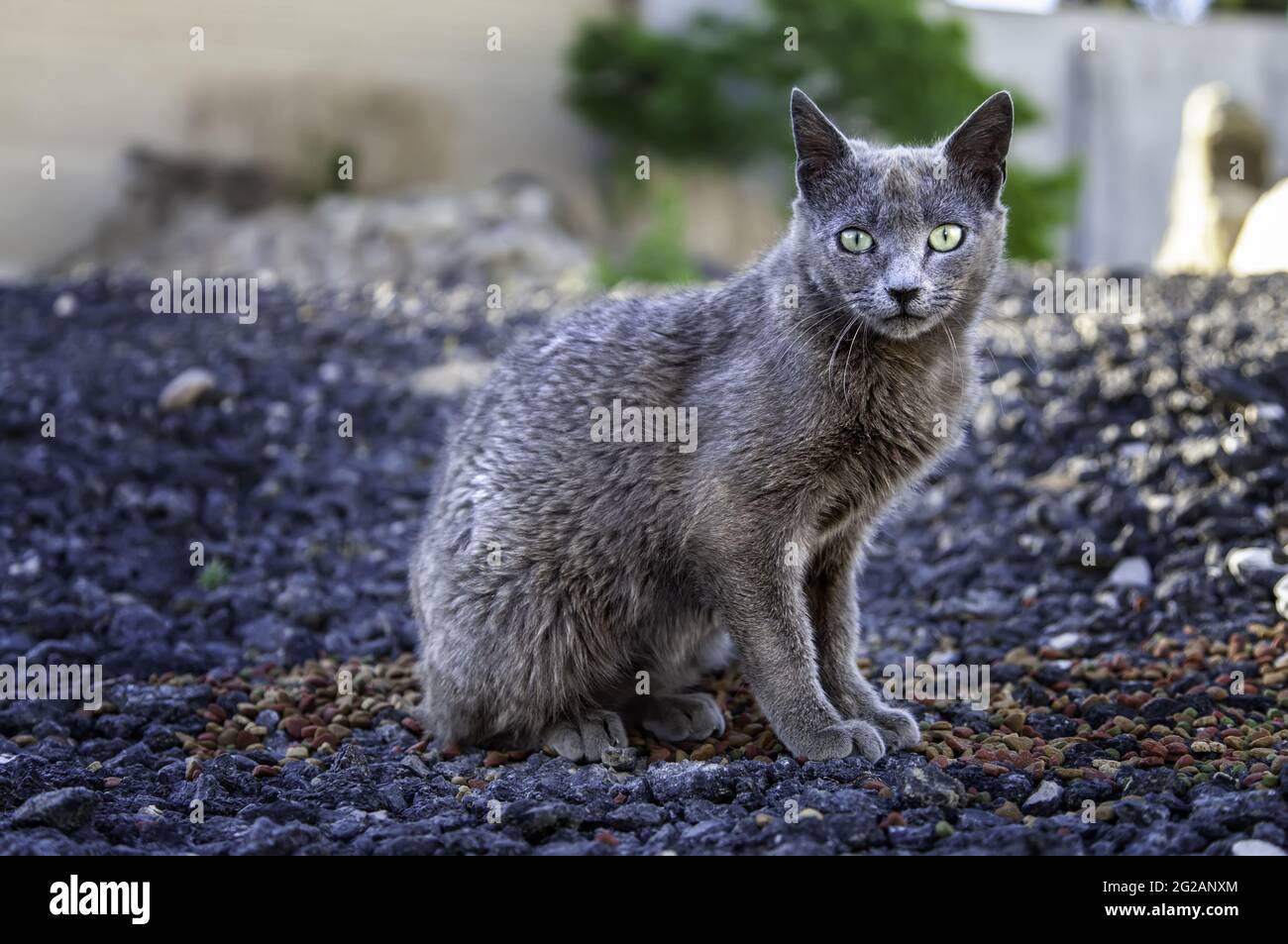Gato callejero gris, animales domésticos y mascotas, mamíferos, birmano  Fotografía de stock - Alamy