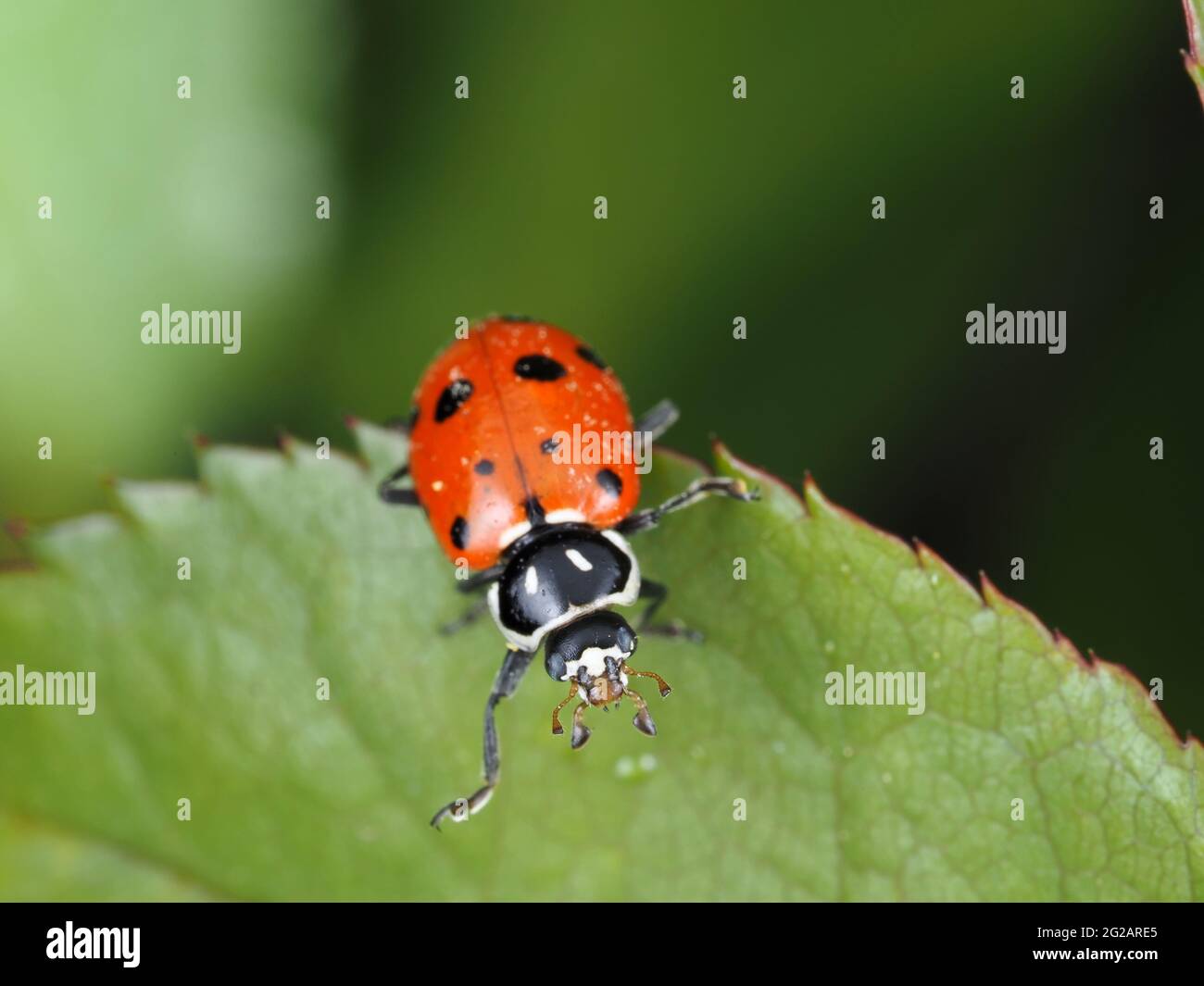 Hippodamia convergens (escarabajo de dama convergente) - macro de insecto Foto de stock