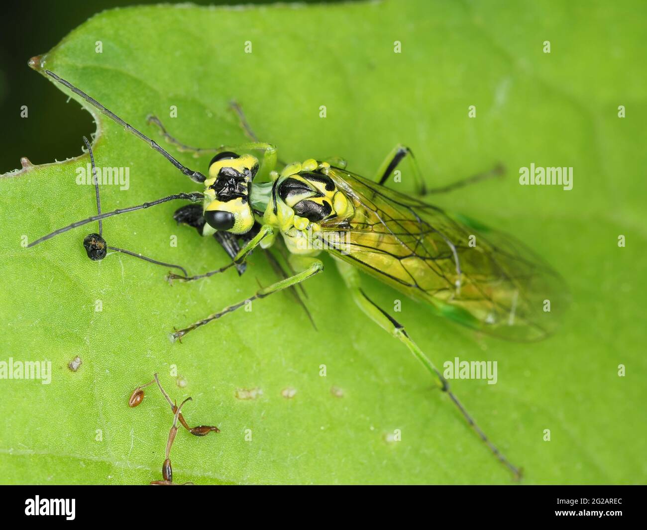 La mosca verde del sawfly (la mayoría probablemente rhammisia de Tenthredo) que come presa Foto de stock