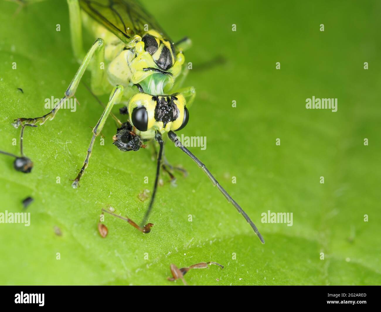 La mosca verde del sawfly (la mayoría probablemente rhammisia de Tenthredo) que come presa Foto de stock