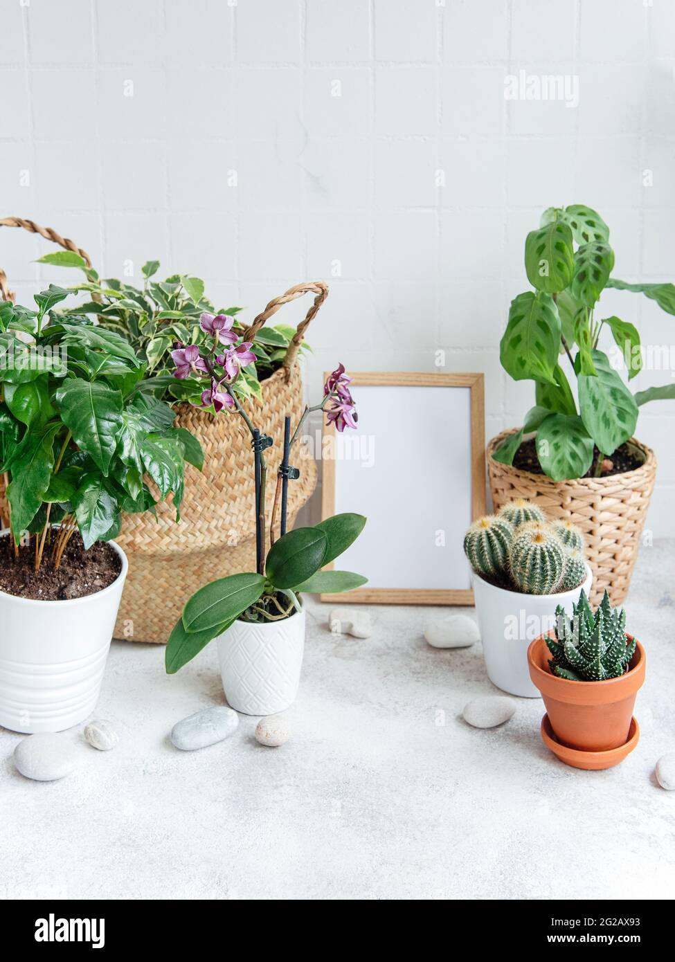 Habitación llena de un montón de plantas modernas, jardín con marco de póster falso. Foto de stock