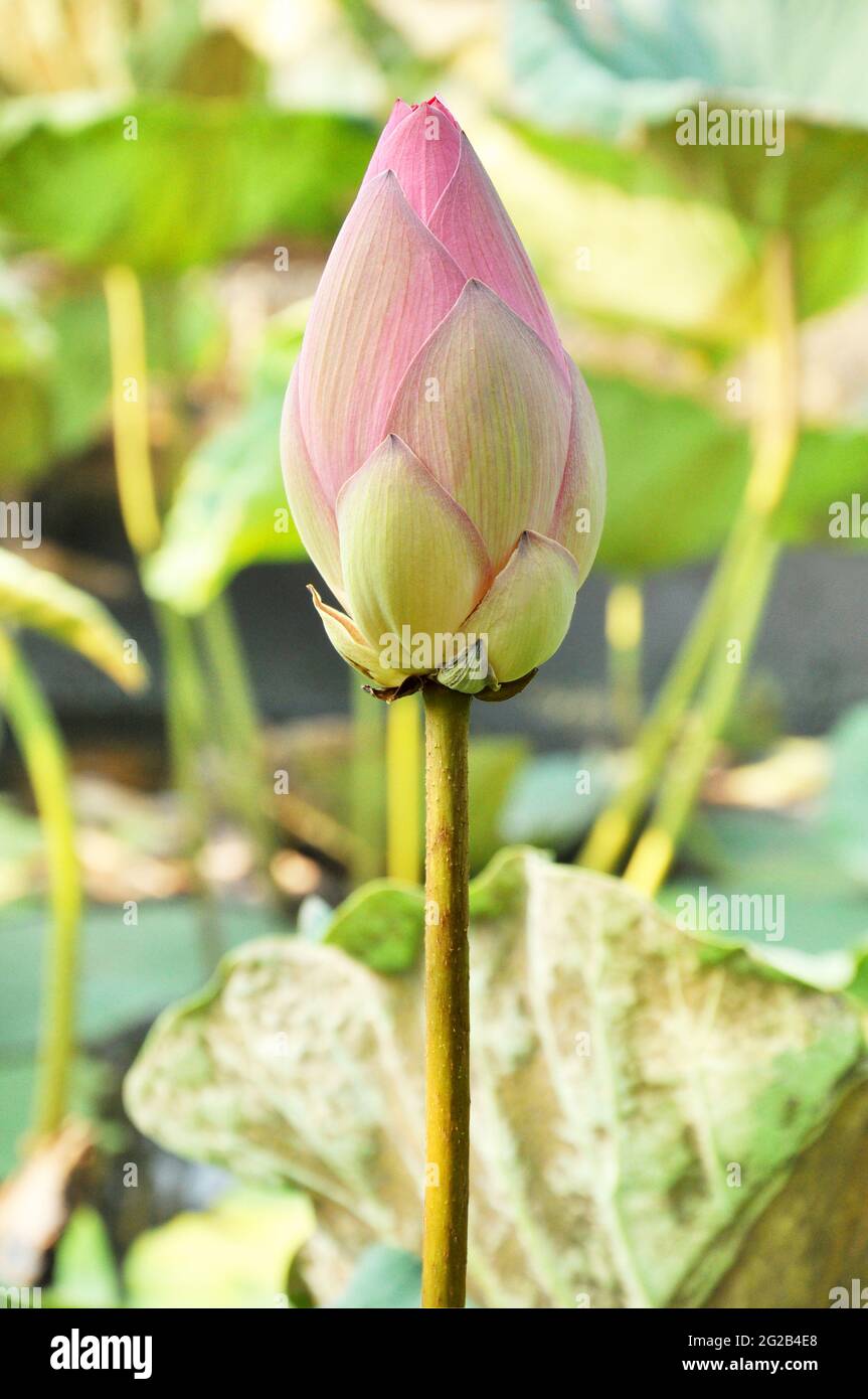 Flor de loto en ciernes Foto de stock