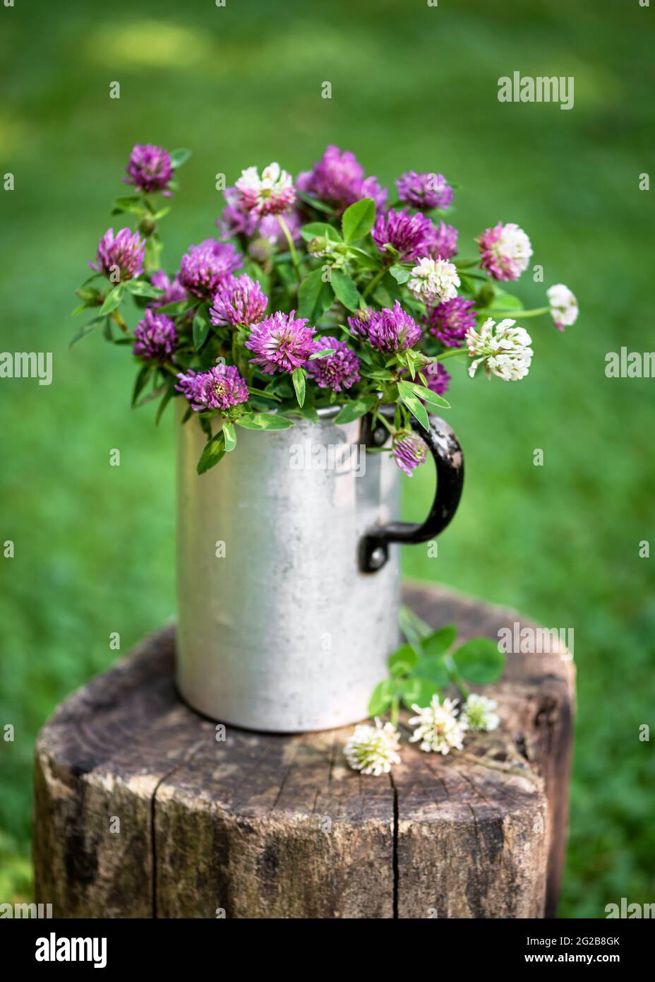 Hermoso ramo de flores silvestres en la antigua taza de aluminio. Vida  rústica con flores de trébol rosadas y blancas. Vida natural. Fo. Suave  selectivo Fotografía de stock - Alamy