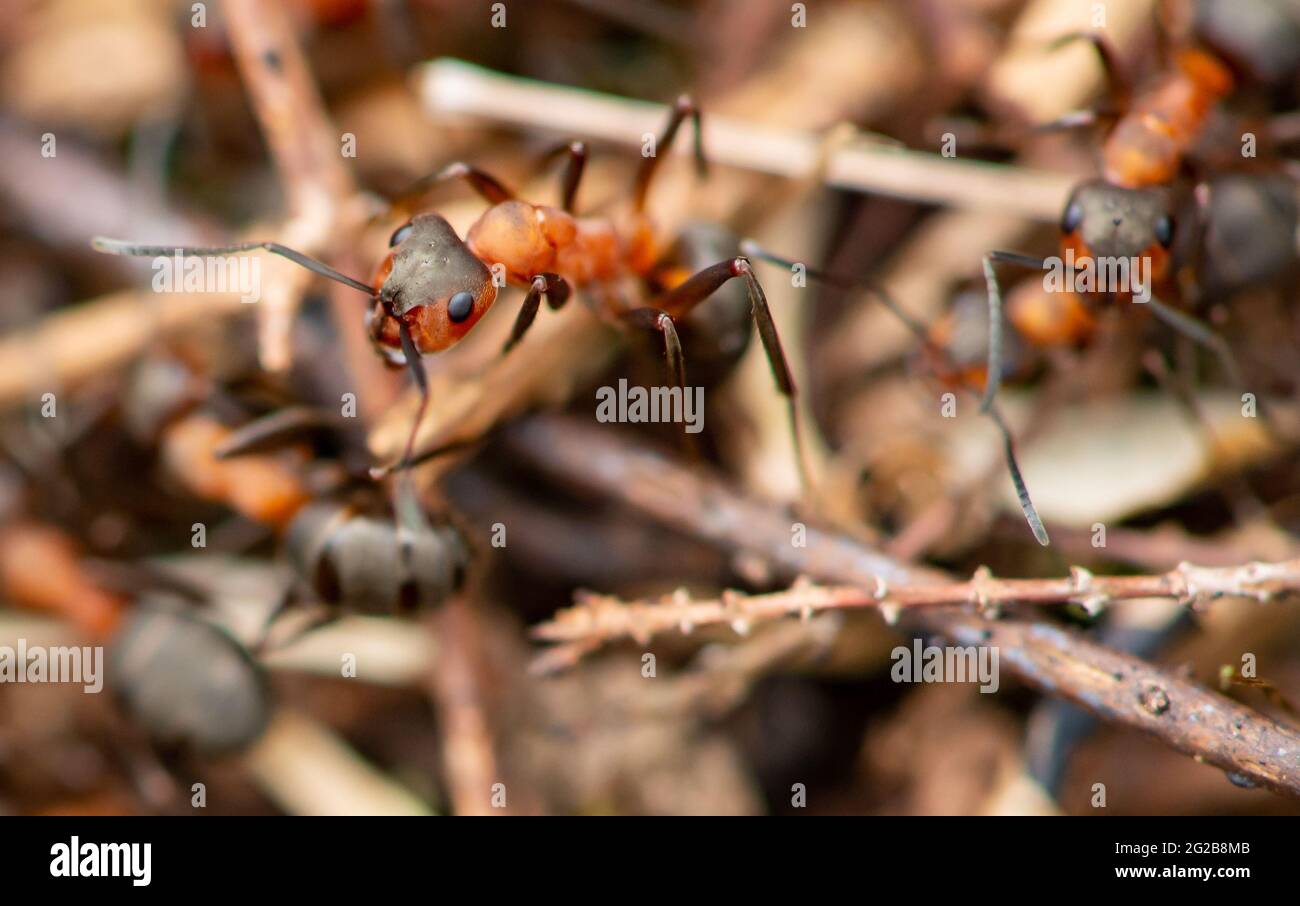 Hormigas vivas fotos de stock, imágenes de Hormigas vivas sin royalties