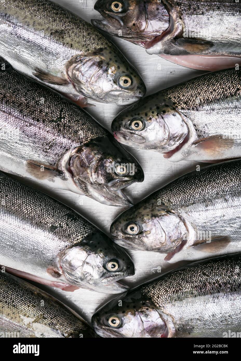 Grupo de peces de trucha arcoiris crudos frescos en venta en el mercado. Concepto de industria pesquera. Foto de stock