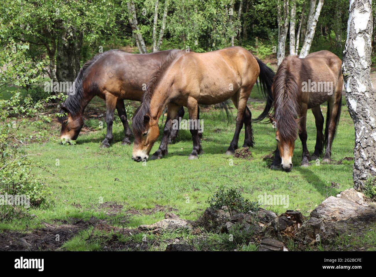 Sutton Park Wild Ponies Foto de stock