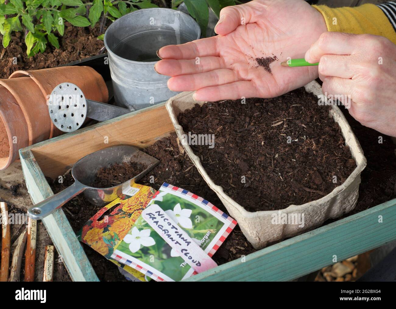 Sembrando semillas de flores diminutas - Nicotiana 'Nube Fragrante' - en una bandeja golpeando suavemente la mano con un lápiz para ayudar a espaciar las semillas. REINO UNIDO Foto de stock