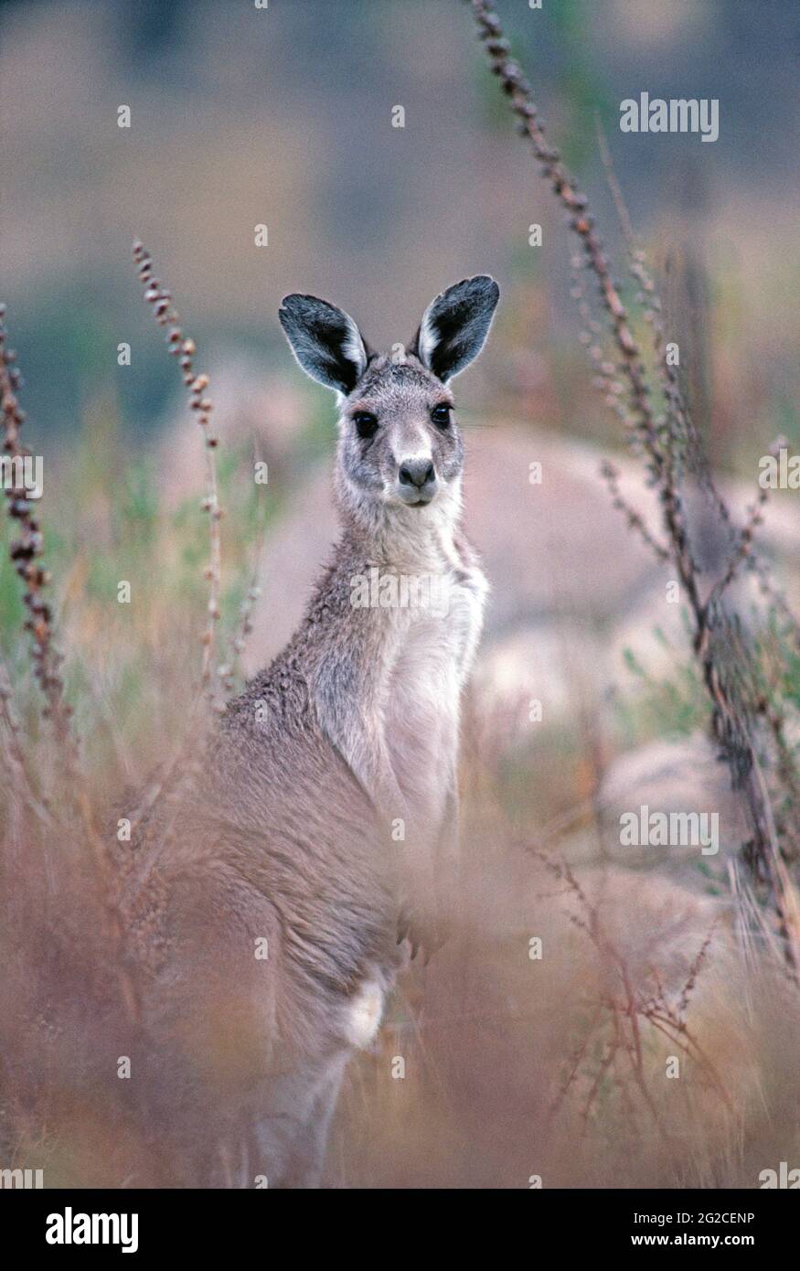 Australia. Vida salvaje. Marsupial. Canguro gris en el paisaje. Macropus giganteus. Foto de stock