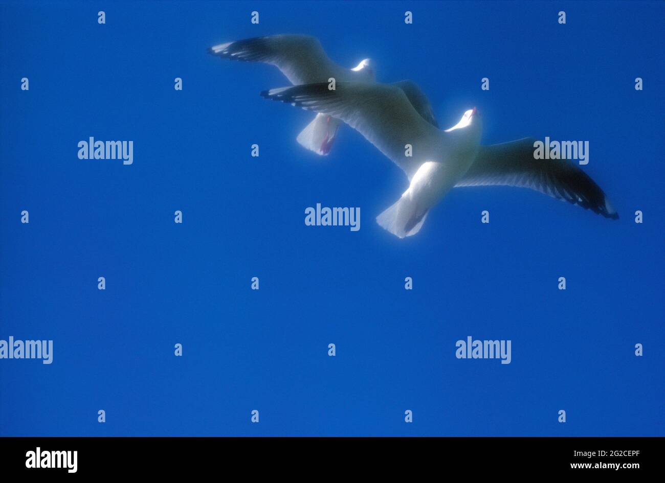 Australia. Vida salvaje. Silver Gulls en vuelo. Larus novaehollandiae. Foto de stock