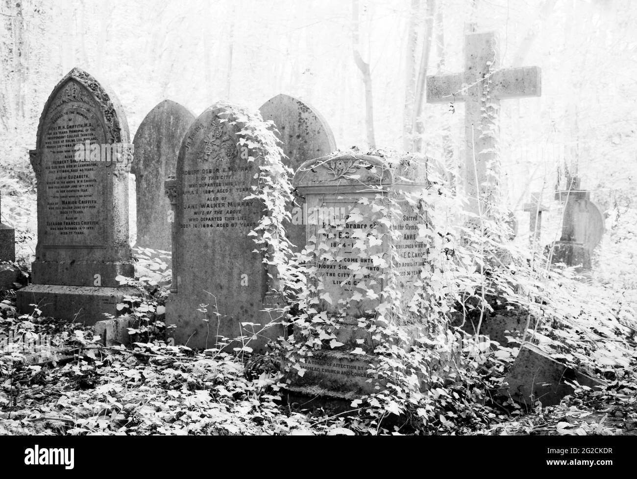 Un disparo de infrarrojos de viejas, cubiertas de hiedra lápidas victoriana. Foto de stock