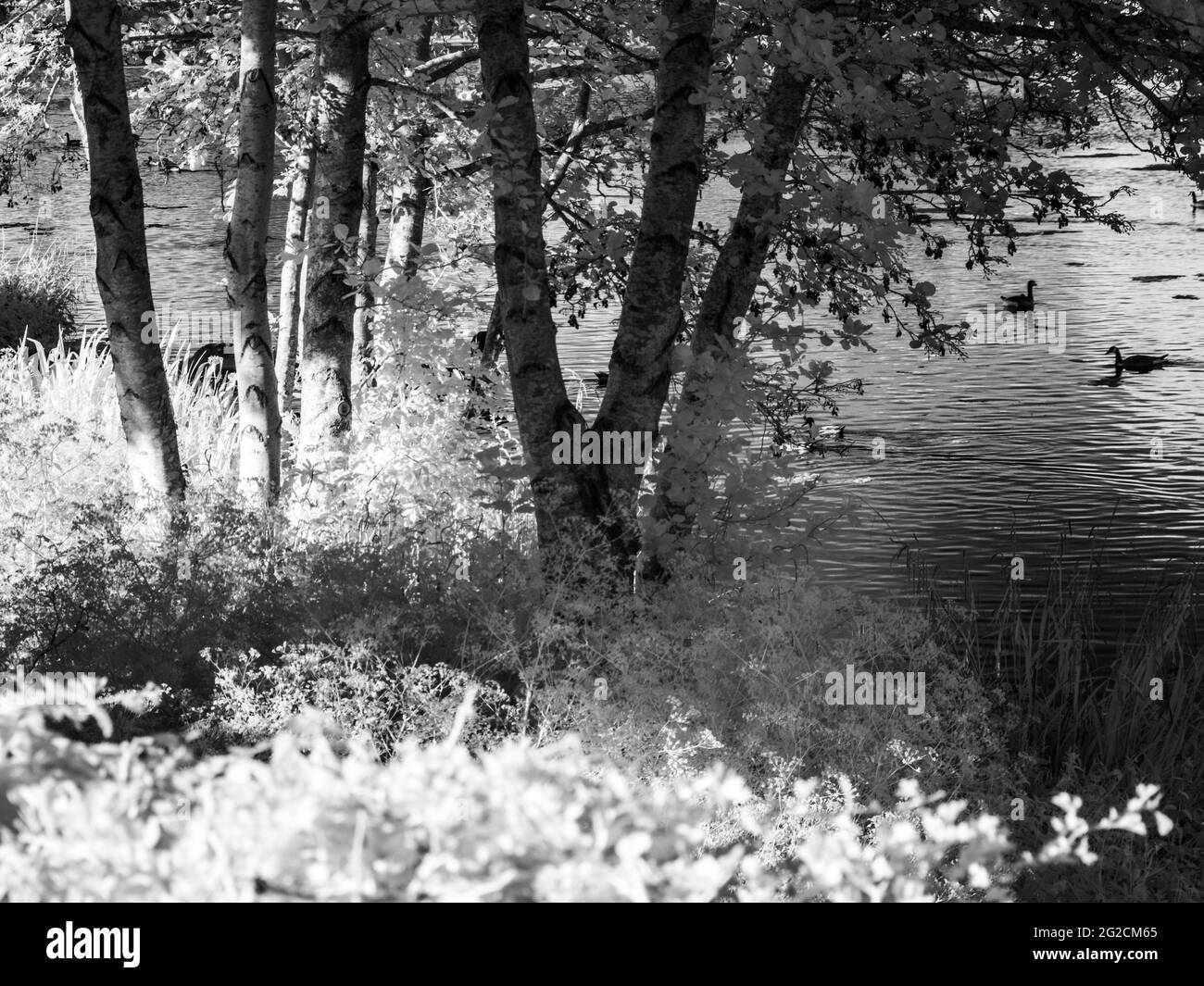 Una noche soleada de verano en un pequeño lago en Swindon, Wiltshire, tomada en infrarrojos. Foto de stock