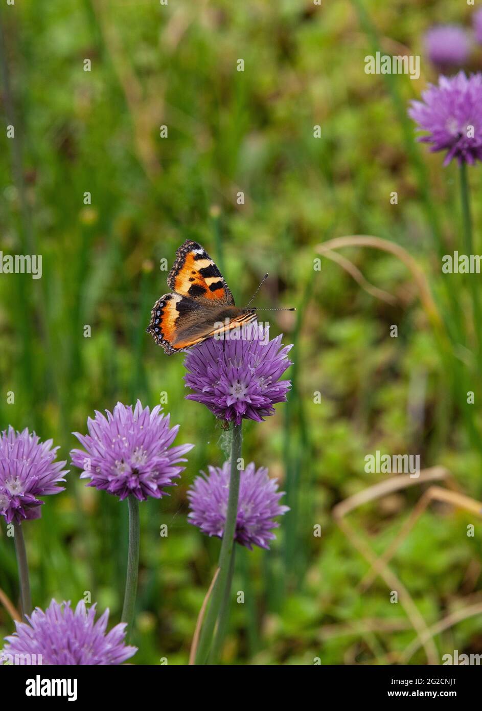 Un primer plano de una mariposa pintada dama mientras bebe néctar de una flor de cebolleta Foto de stock