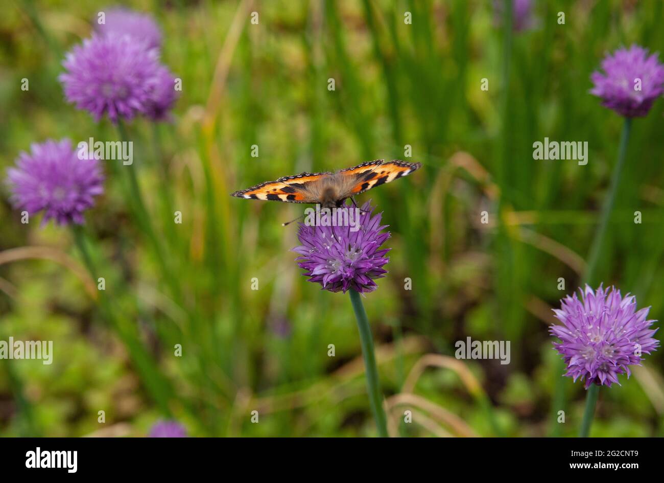 Un primer plano de una mariposa pintada dama mientras bebe néctar de una flor de cebolleta Foto de stock