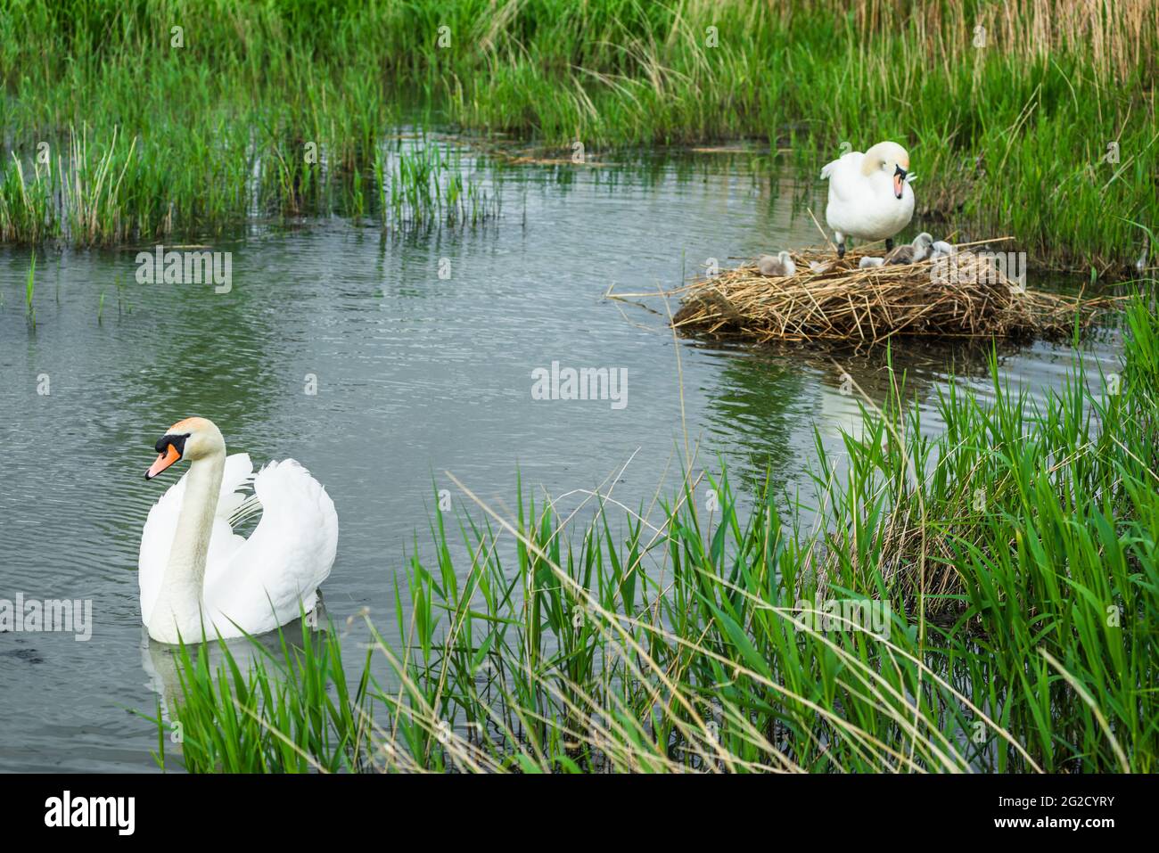 Mute Swan madre y padre y cygnets recién nacidos en Cambridgeshire, Reino Unido Foto de stock