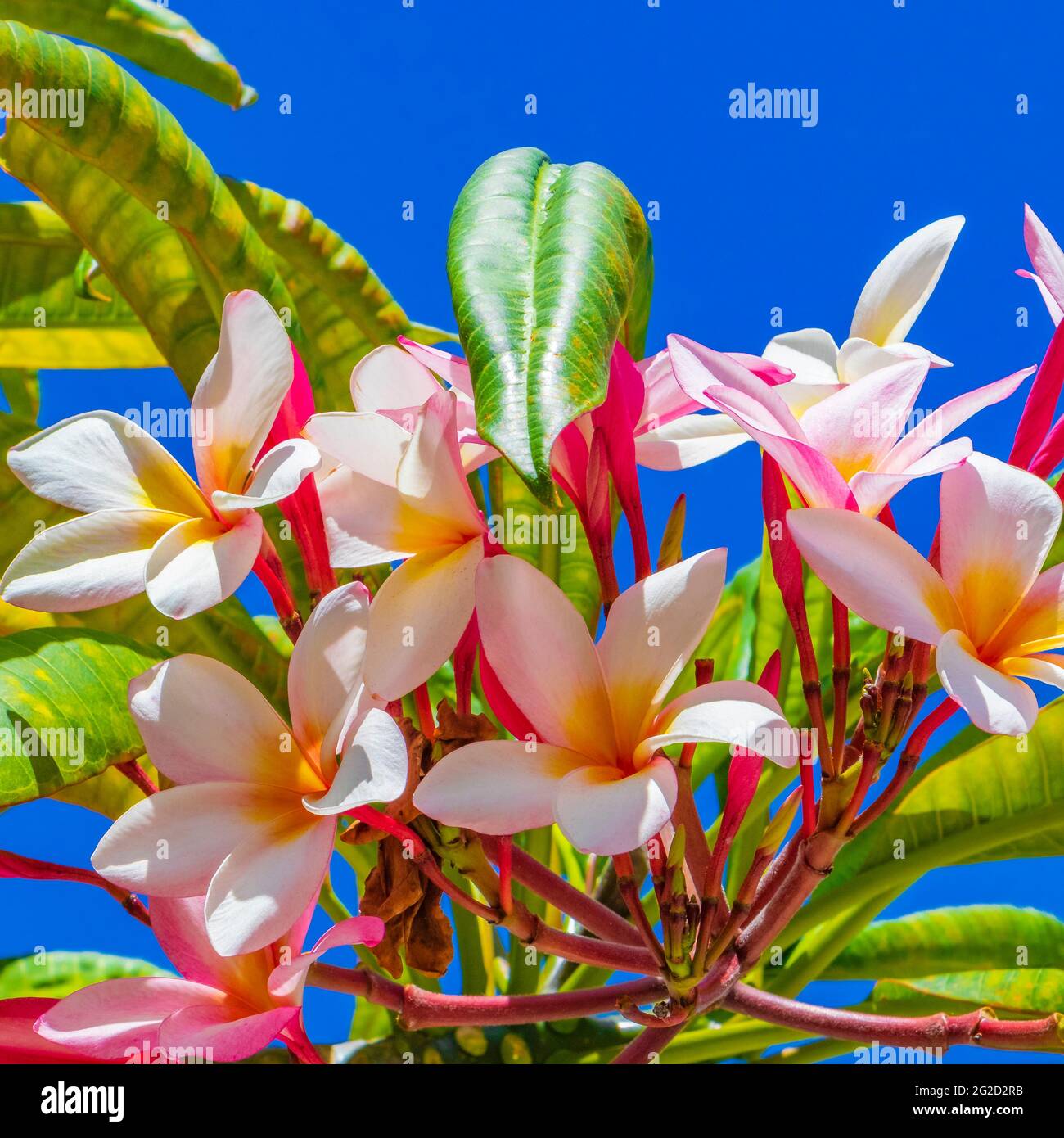 Planta Plumeria con flores rosadas y amarillas con cielo azul en Playa del  Carmen México Fotografía de stock - Alamy