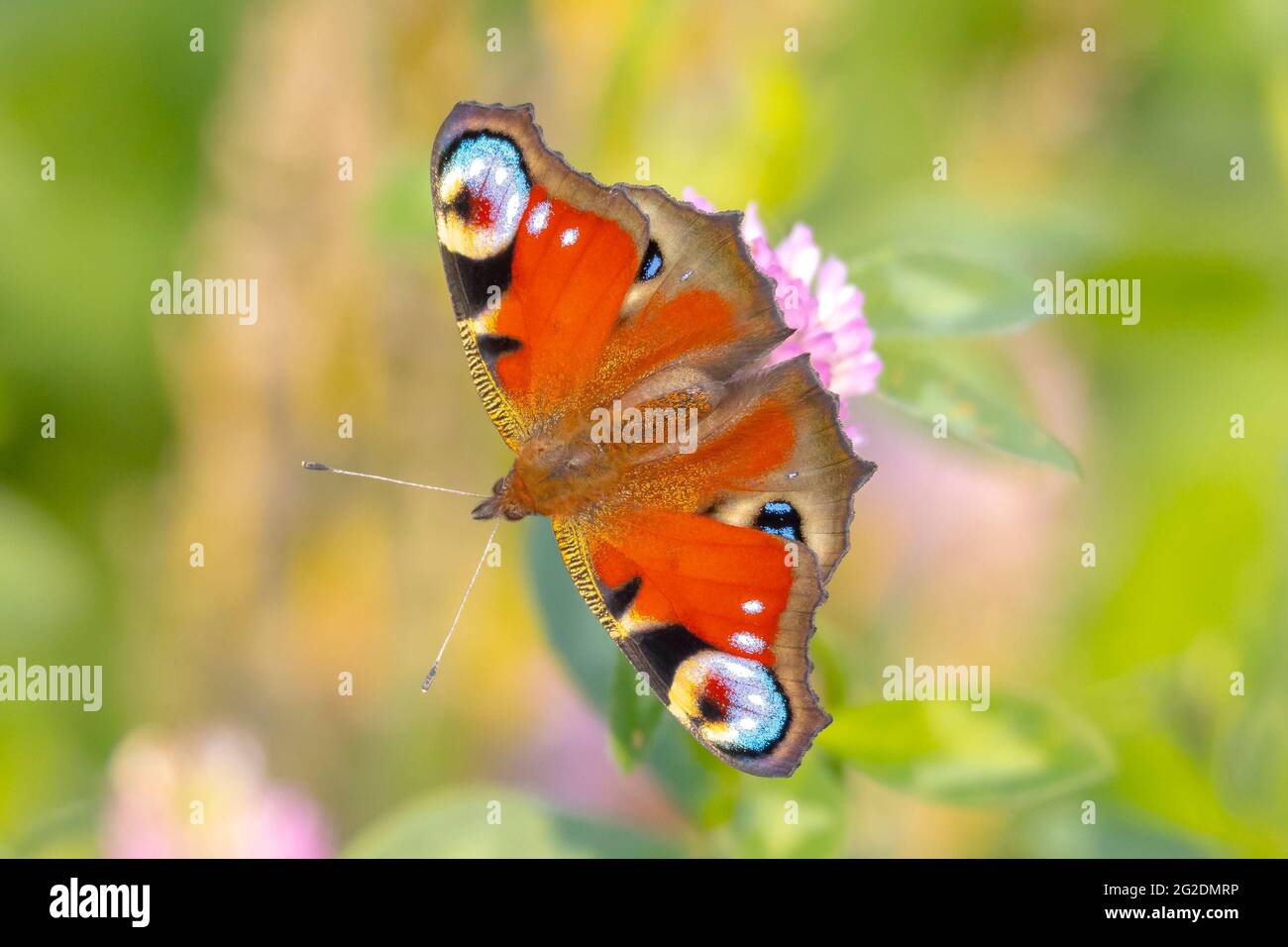 Aglais io, mariposa de pavo real polinizando en un colorido campo de flores. Vista superior, alas abiertas Foto de stock