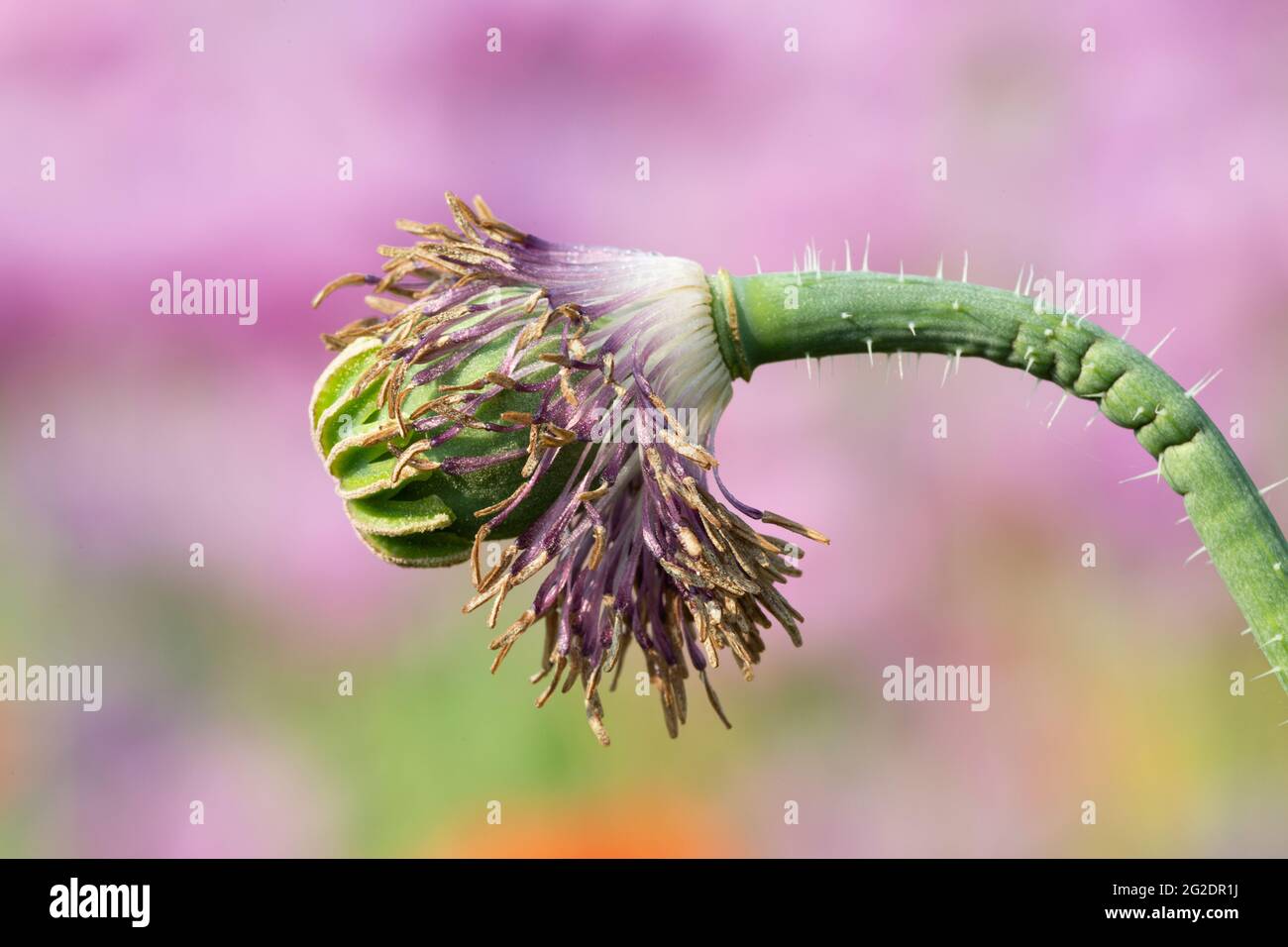 Cápsula visible de una flor de adormidera con estambres en un campo de adormidera con fondo borroso Foto de stock