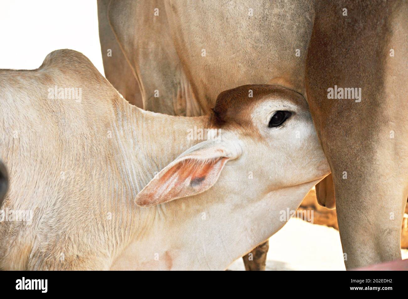 Un becerro chupa la leche de la vaca Fotografía de stock - Alamy