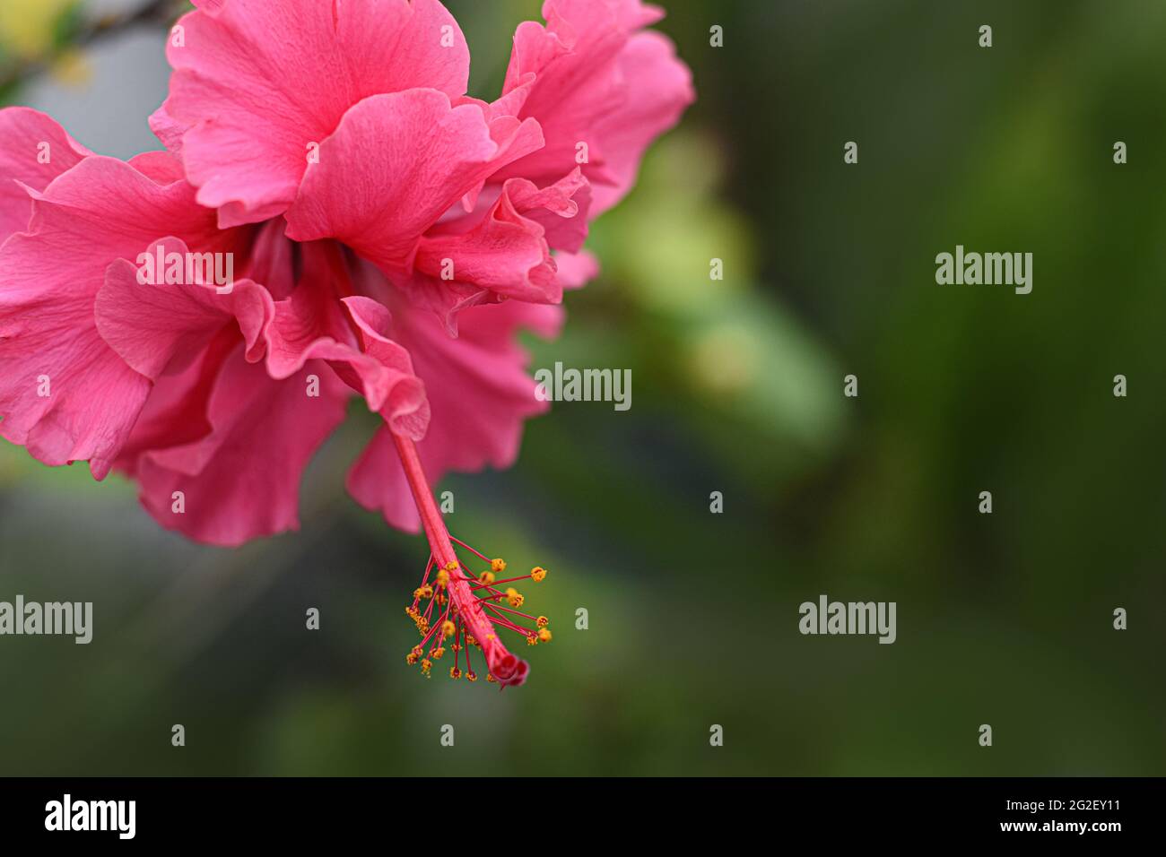 Flores de rosa china fotografías e imágenes de alta resolución - Alamy