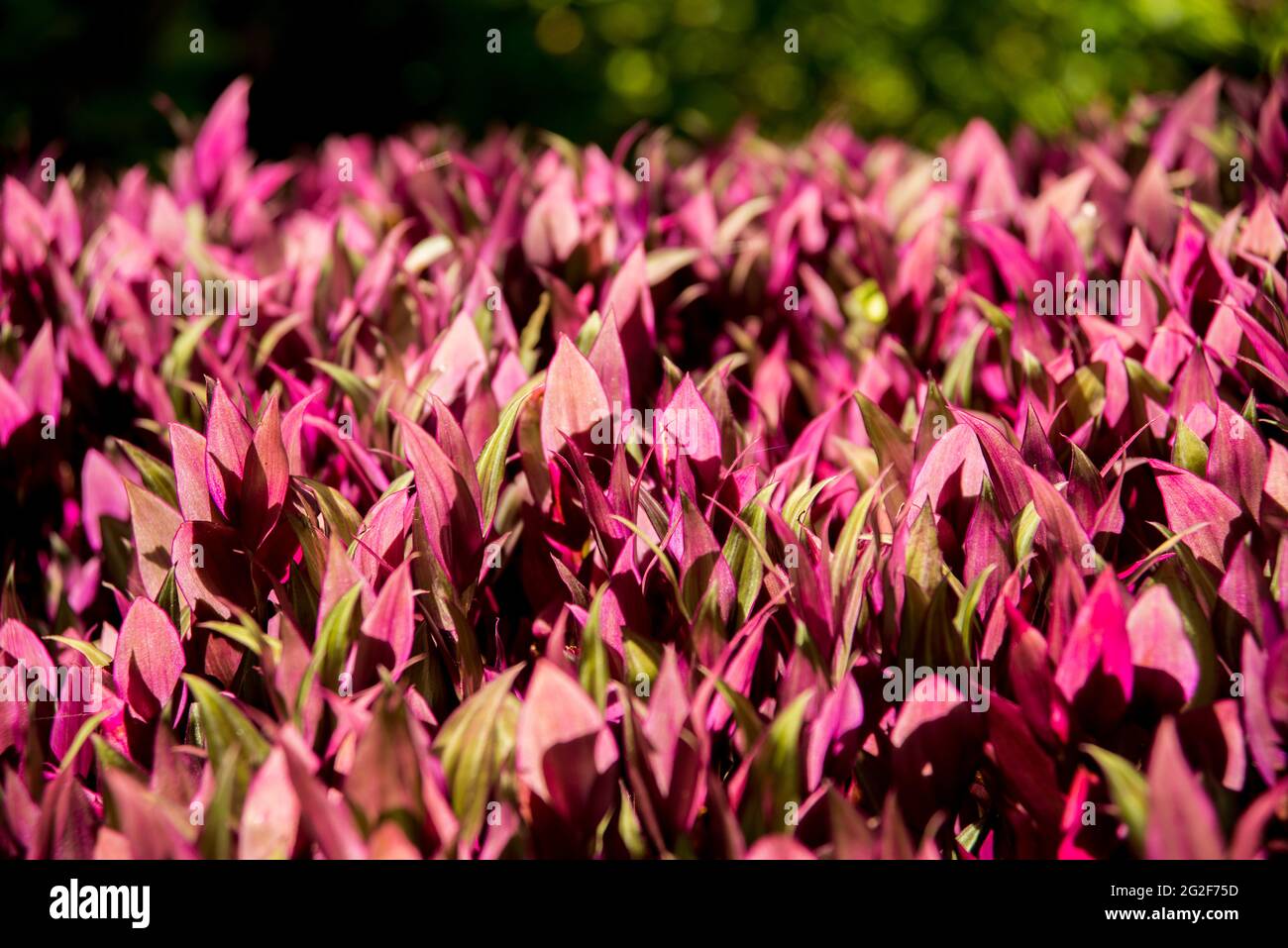 lilla , planta rosa, violeta, roja de brasil Foto de stock