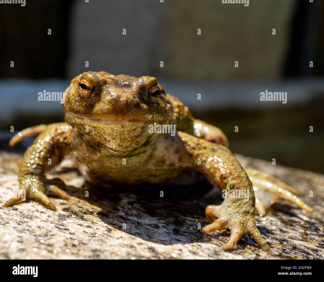 Sapo de piel lisa fotografías e imágenes de alta resolución - Alamy Sapo de piel lisa fotografías e imágenes de alta resolución - Alamy