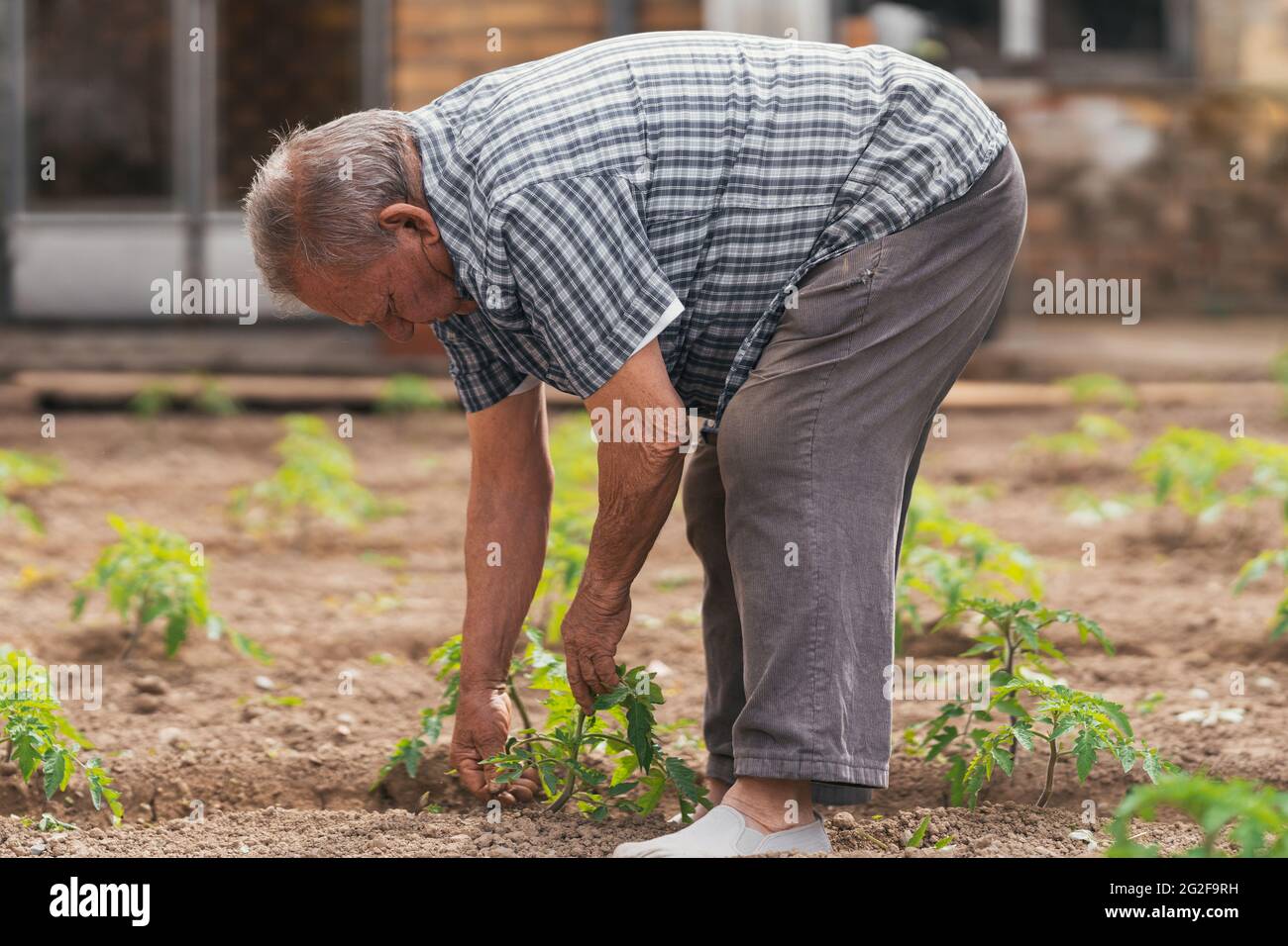 agachar a la persona que cultiva un huerto en un huerto. Enfoque selectivo  Fotografía de stock - Alamy