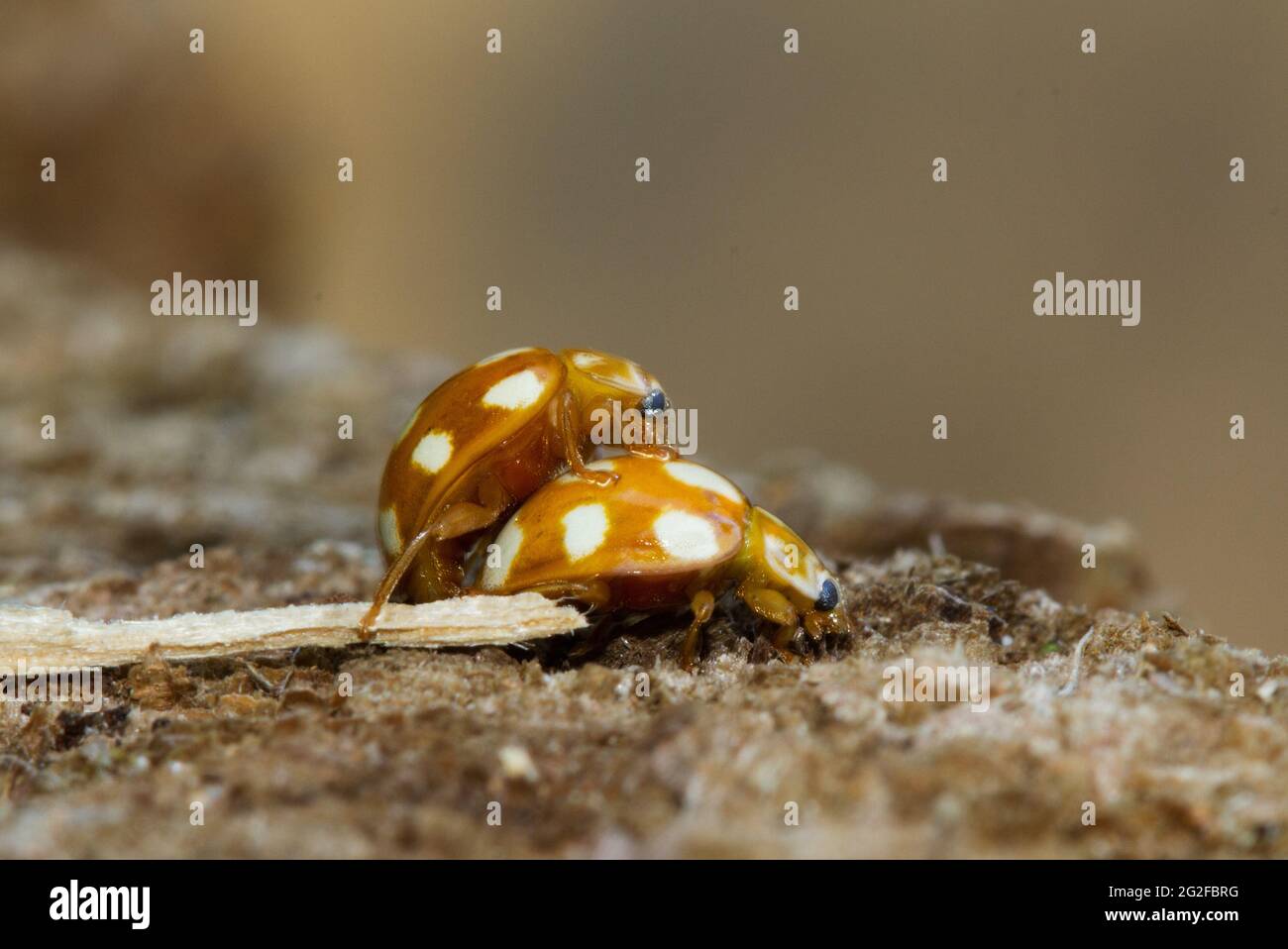 Apareamiento Ladybirds de diez puntos, escarabajos amarillo-marrón manchados Foto de stock