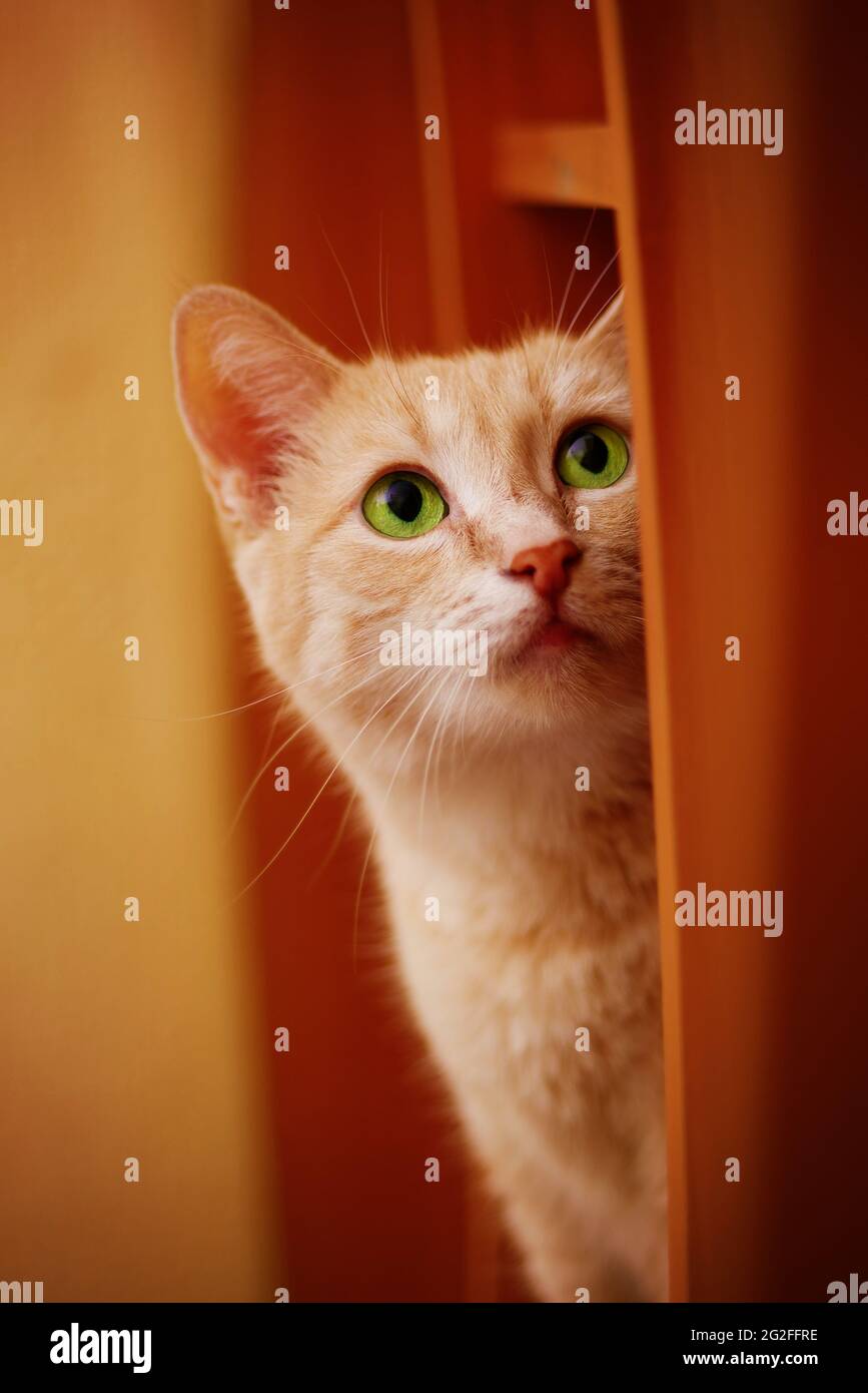 gato de jengibre verde de la eya peeking fuera de la esquina y mirando hacia arriba Foto de stock