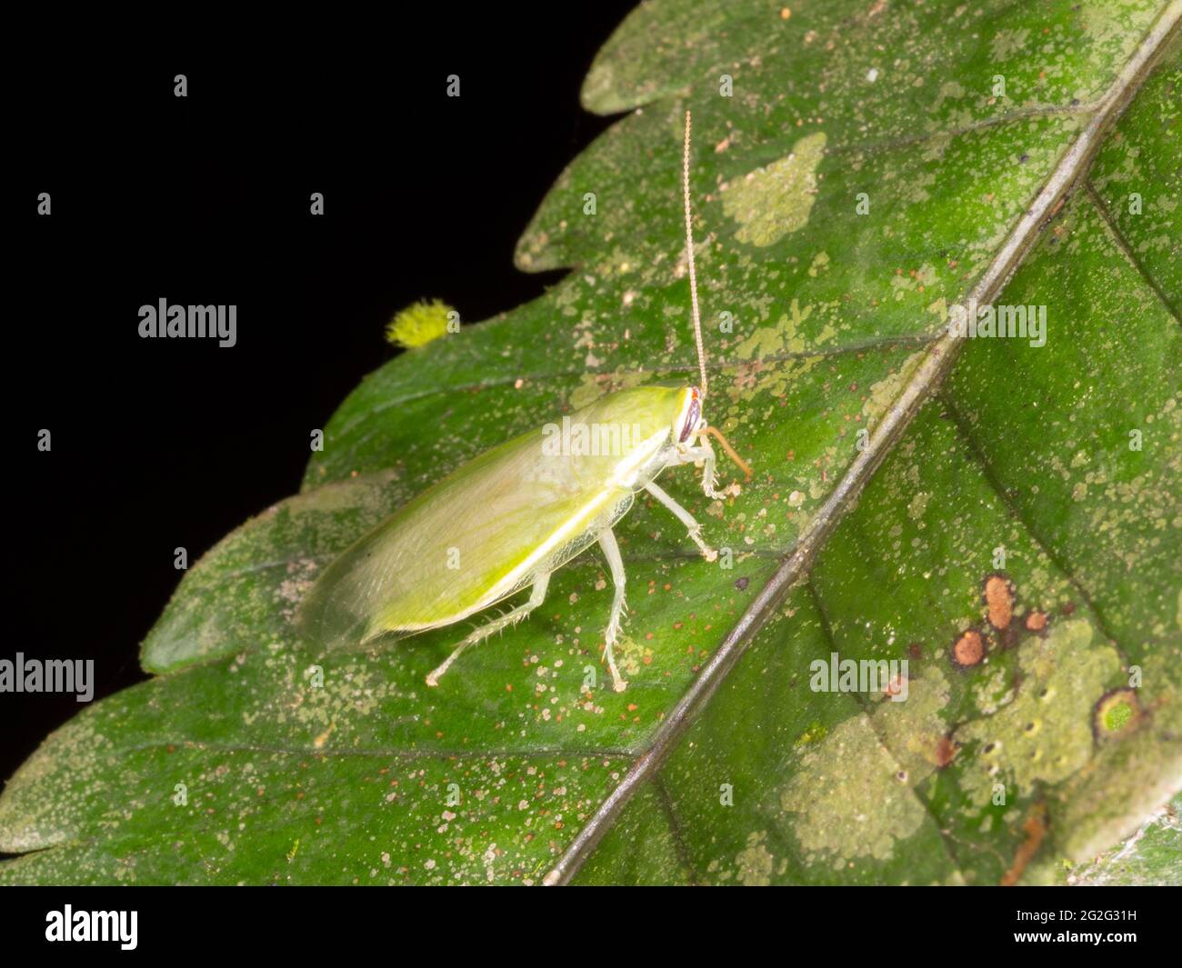 Cucaracha verde (Panchlora sp.) en el sotobosque lluvioso, provincia de Napo, Ecuador Foto de stock