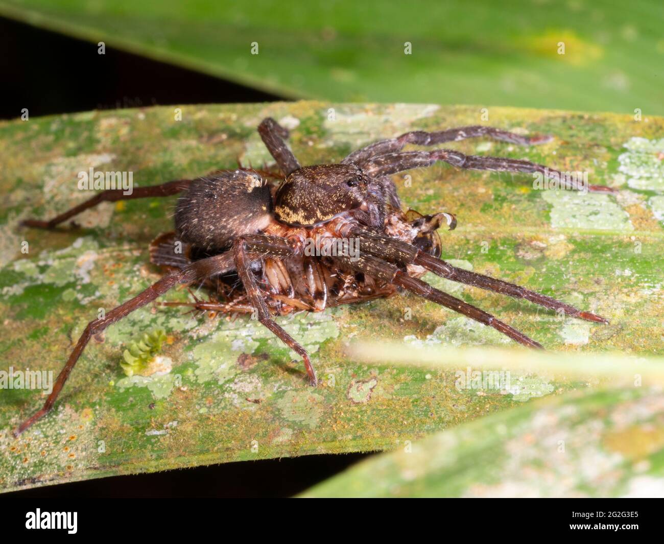 Araña lobo tropical (familia Ctenidae) alimentándose en una cucaracha, provincia de Napo, Ecuador Foto de stock