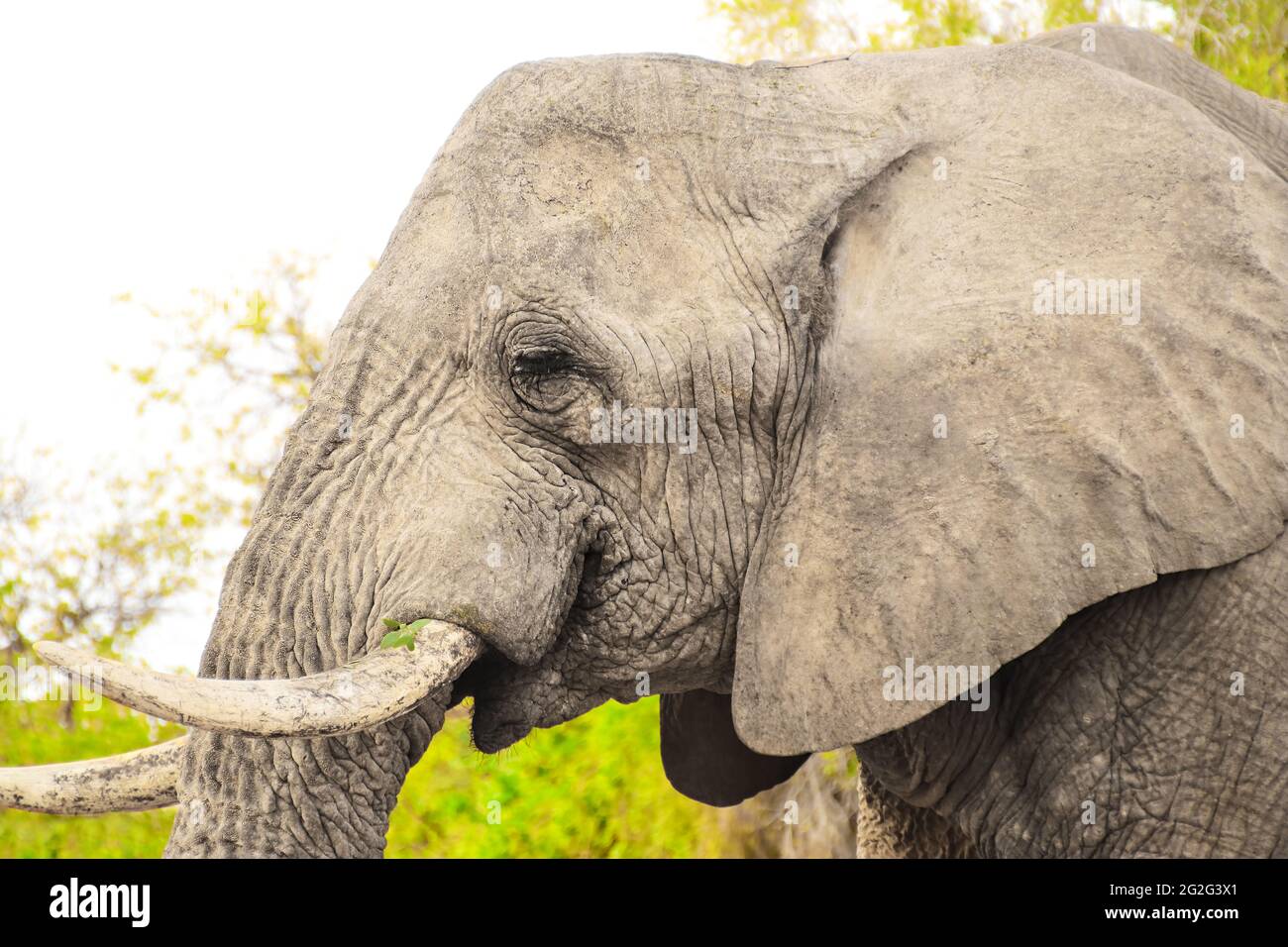 primer plano de un elefante, elefante africano, vida silvestre de áfrica Foto de stock
