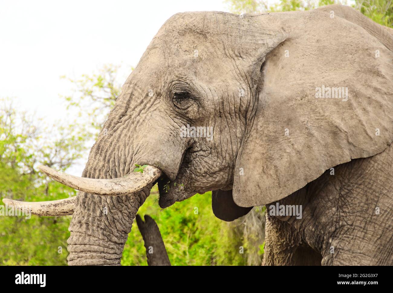 primer plano de un elefante, elefante africano, vida silvestre de áfrica Foto de stock