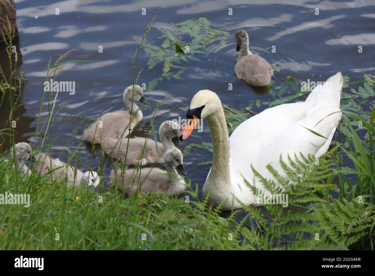 Mute el cisne y los cygnets nadando en la orilla del lago. Parques públicos, vida silvestre escocesa y temporada de cría de cisnes. Foto de stock