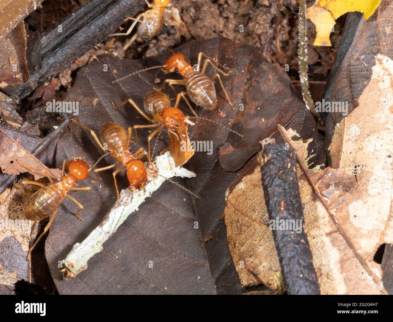 Termitas Gigantes (Macrotermes sp.) en el suelo de la selva tropical, provincia de Napo, Ecuador. Macrotermes cultiva un hongo dentro de su nido en el que se alimentan Foto de stock