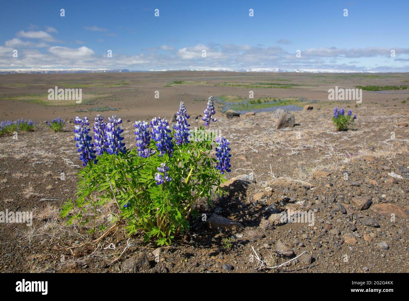 Lupino Nootka (Lupinus nootkatensis) en flor en la tundra islandesa en verano, especie invasora en Islandia pero nativa de América del Norte Foto de stock
