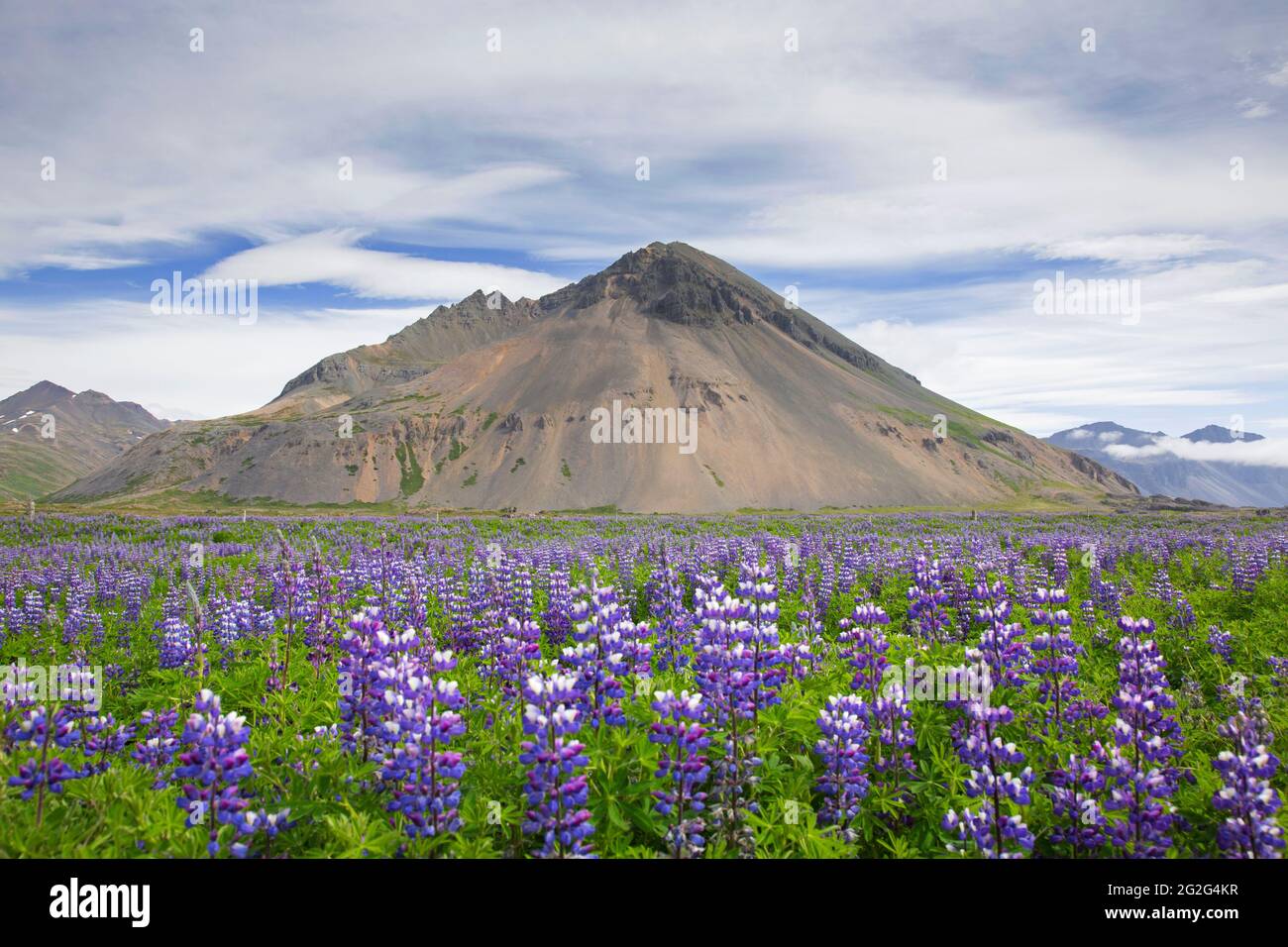 Lupino Nootka (Lupinus nootkatensis) en flor en la tundra islandesa en verano, especie invasora en Islandia pero nativa de América del Norte Foto de stock