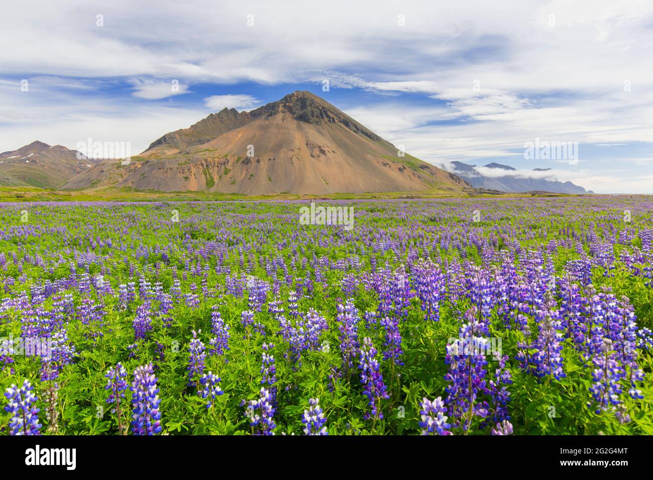 Lupino Nootka (Lupinus nootkatensis) en flor en la tundra islandesa en verano, especie invasora en Islandia pero nativa de América del Norte Foto de stock