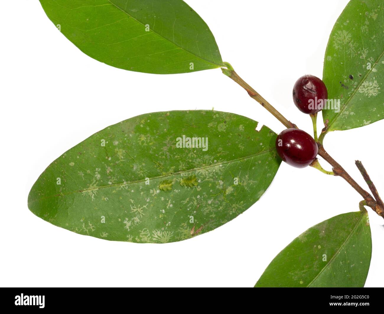 Hoja y fruto del arbusto de coca (Erythroxylum coca), provincia de Napo