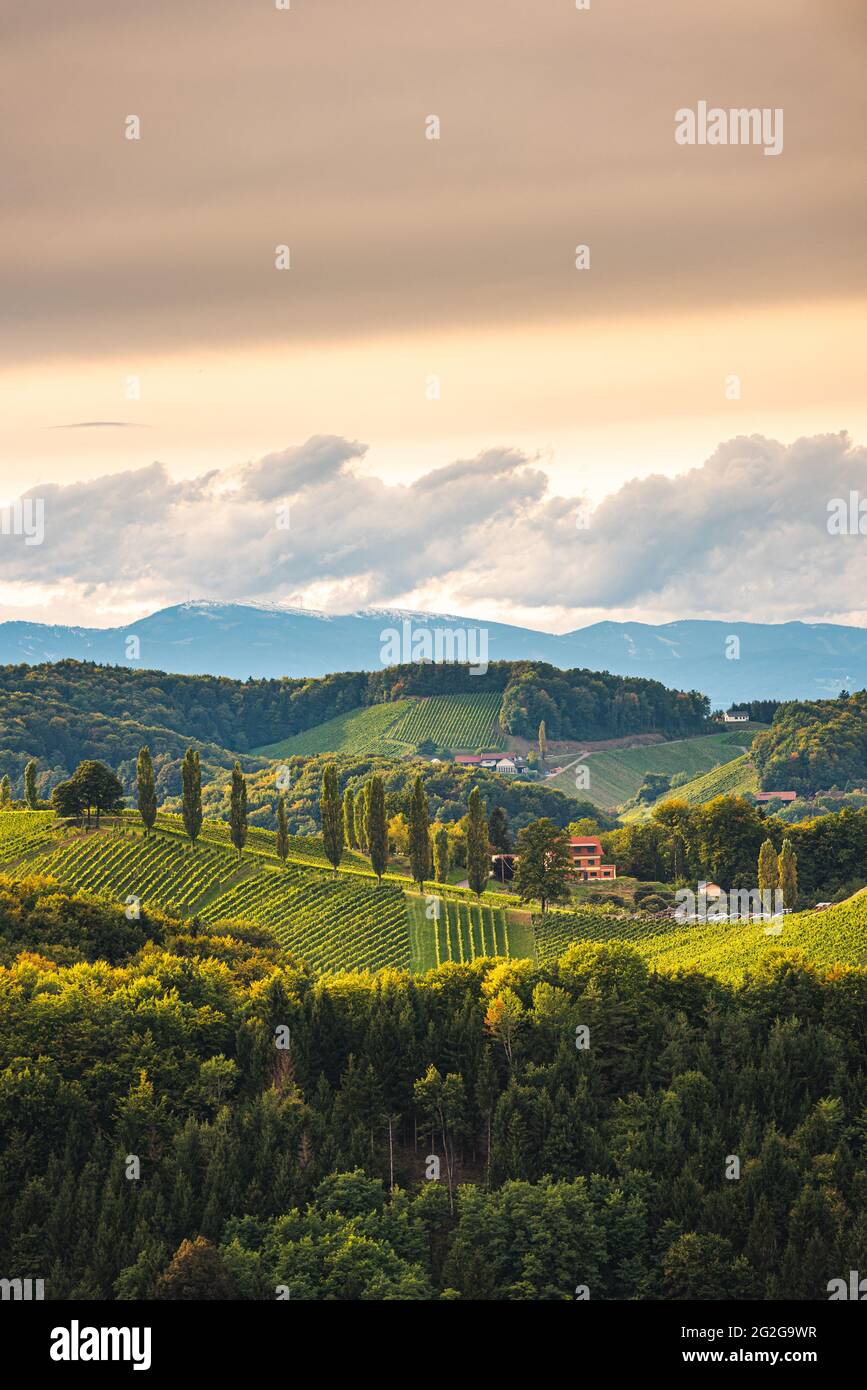 Viñedo Styrian Toscana en otoño cerca de Eckberg, Gamliz, Estiria, Austria Foto de stock