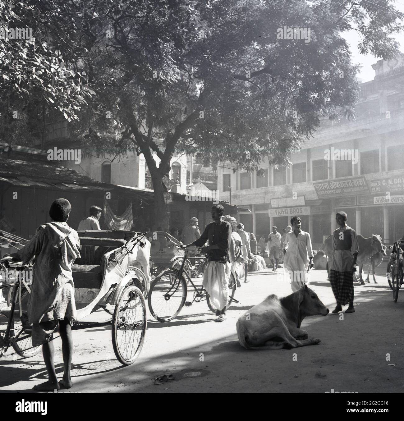 1950s, foto histórica de J Allan Cash de una escena callejera en Benares, India, con tiendas al por menor, gente local y conductores de paja con transporte. También hay una vaca tumbada en el suelo en el medio de la calle. La vaca es venerada como sagrada en la religión hindú como practicada por la mayoría de la gente en la India y las vacas callejeras eran en esta era - y todavía hoy - un sitio común en las ciudades y los pueblos. Muchas partes de la India prohíben la matanza de vacas y existen leyes para proteger al animal. Foto de stock