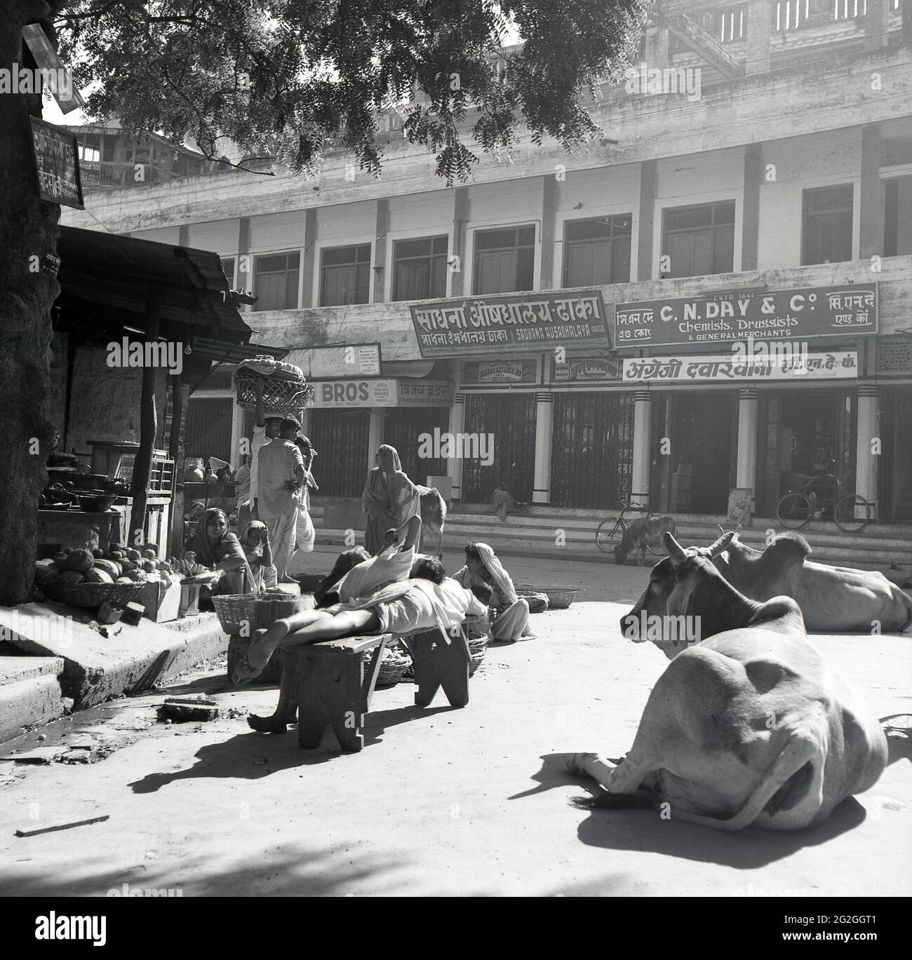 1950s, foto histórica de J Allan Cash de una escena callejera en Delhi, India, con un pequeño mercado como tiendas minoristas, gente local y con vacas tumbadas en el suelo en el medio de la calle. La vaca es venerada como sagrada en la religión hindú como practicada por la mayoría de la gente en la India y las vacas callejeras eran en esta era - y todavía hoy - un sitio común en las ciudades y los pueblos. Muchas partes de la India prohíben la matanza de vacas y existen leyes para proteger al animal. Foto de stock