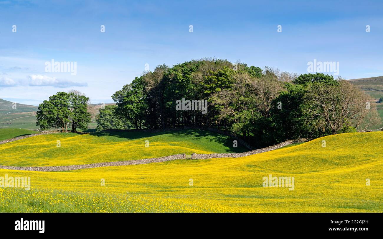 Prado de flores silvestres en Wensleydale lleno de buttercups, creando una impresionante vista amarilla por el valle en una noche de verano. North Yorkshire, Reino Unido. Foto de stock