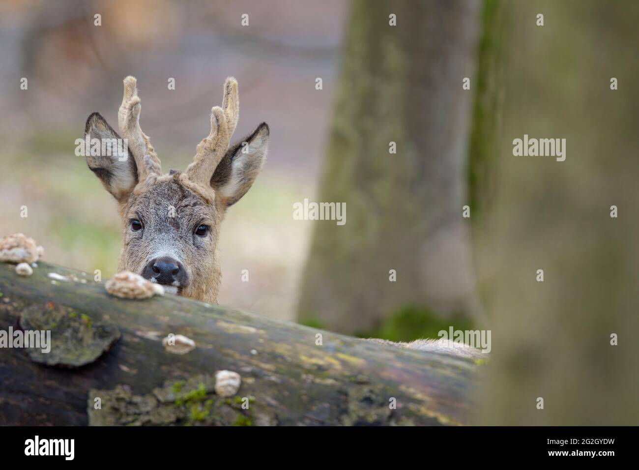 El ciervo de huevas en reposo (Capreolus capreolus) se apareaba de detrás de un tronco arbóreo, March, Hesse, Alemania Foto de stock