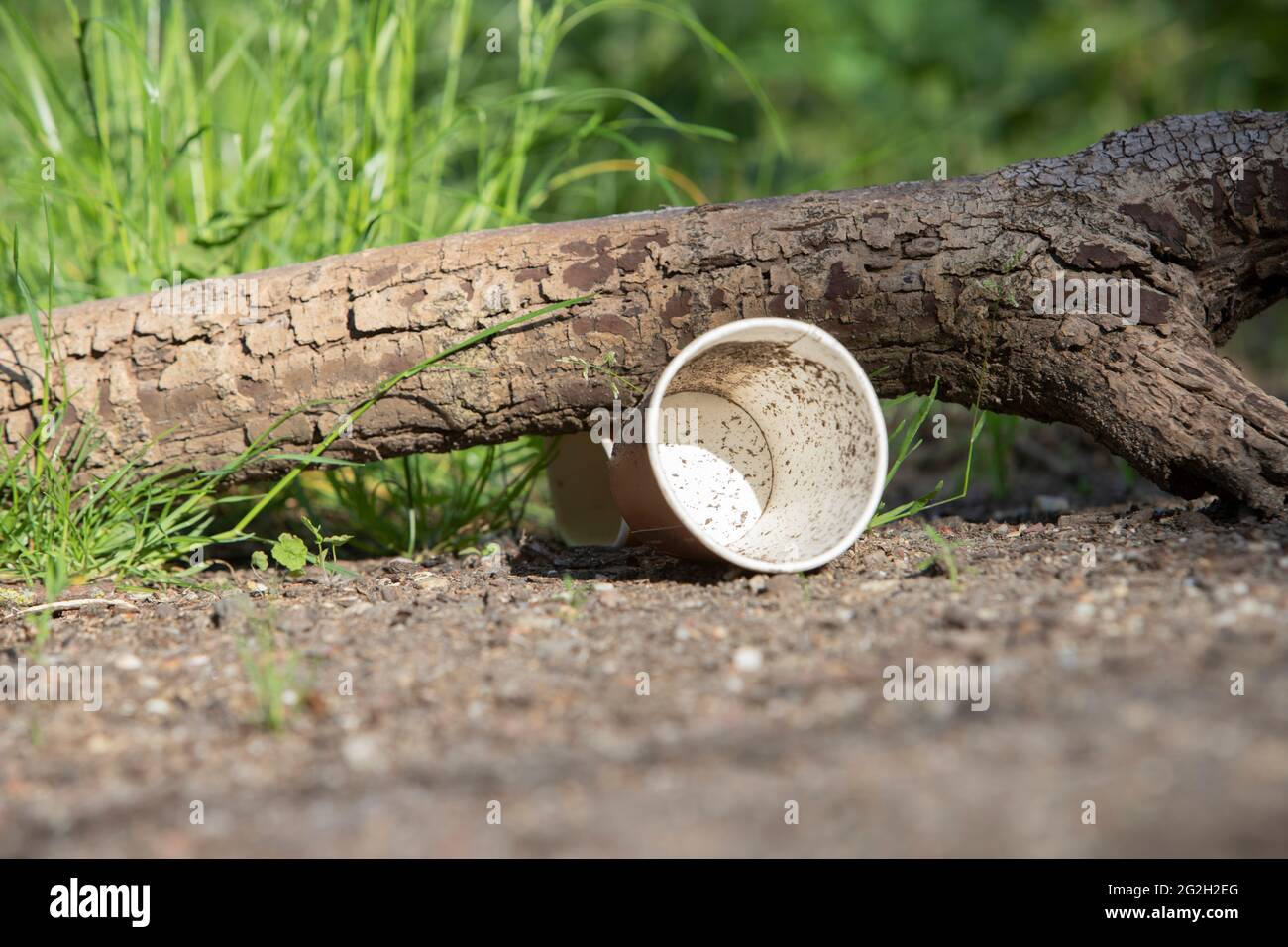 se ha desechado el vaso de papel en el suelo del bosque Foto de stock