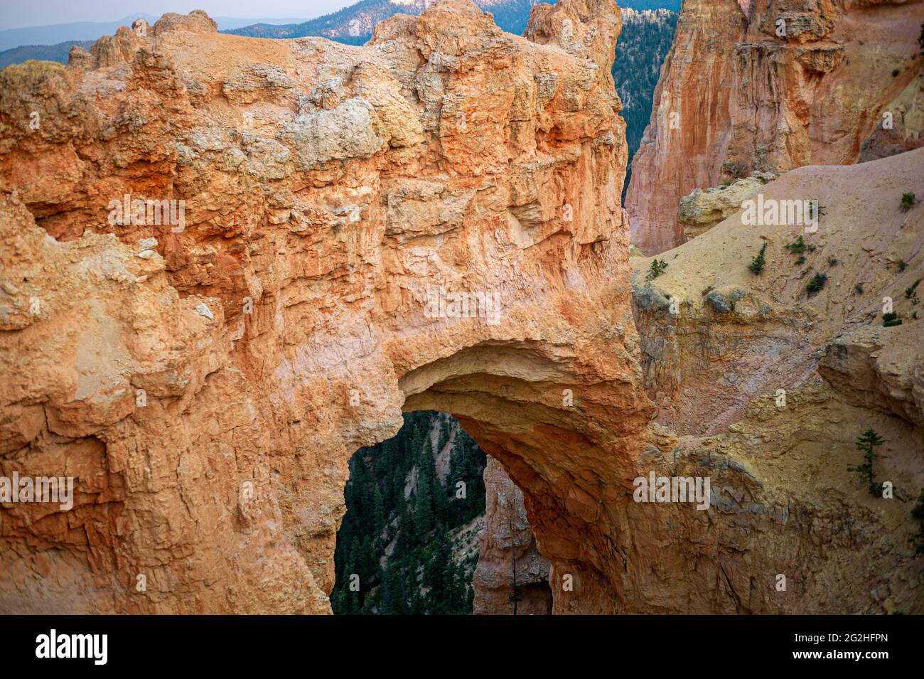 Natural Bridge, un enorme arco de roca roja de 85 pies tallado en roca roja sedimentaria por fuerzas geológicas durante millones de años. Parque Nacional del Cañón Bryce, Utah, Estados Unidos Foto de stock