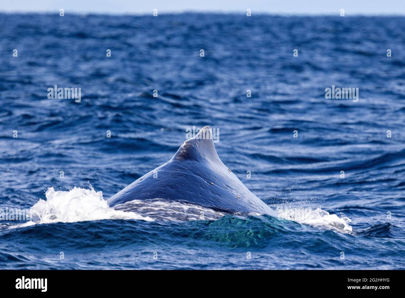 Ballena jorobada en la superficie Foto de stock