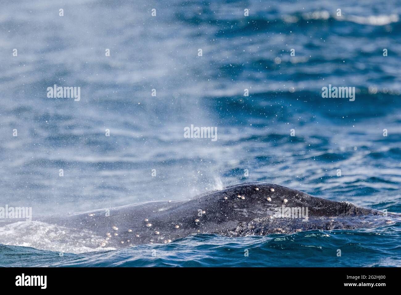 Ballena respirando en la superficie