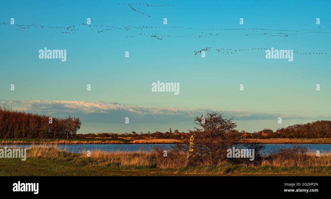 Migración de gansos salvajes, Isla Fehmarn, Mar Báltico Foto de stock