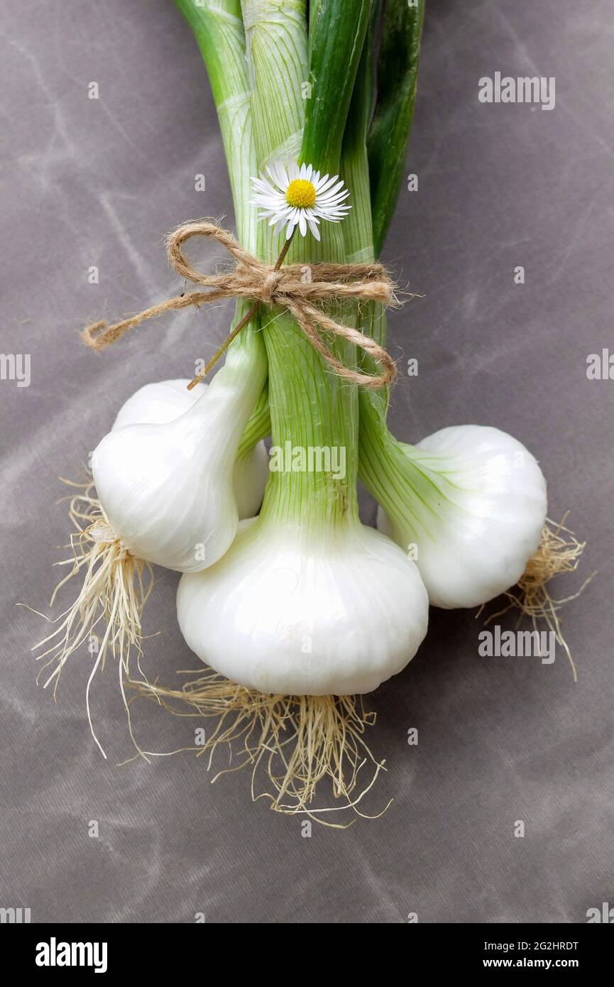 Cebolleta (Allium fistulosum) Foto de stock